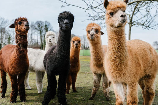 PERÚ: Crece exportación de productos de alpaca