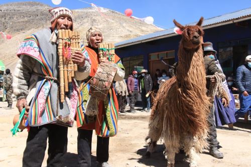 Orgullo peruano: la fibra de alpaca más fina del mundo está en poblado puneño de Quelcaya