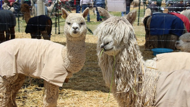 Perú se mantiene como primer exportador de fibra de alpaca en el mundo por su alta calidad